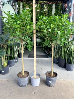 10” Ficus Moclame 4.5FT Tall $99.99💚🤎💚