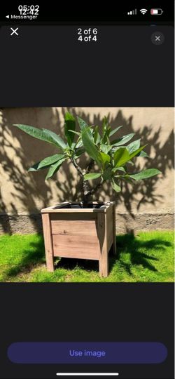 Plumeria Tree in Wooden Planter Box
