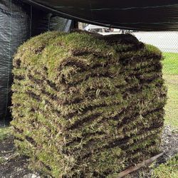 St Augustine Sod - Pallet