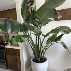 Ceramic Pot + Bird of Paradise 