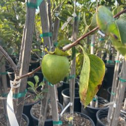 5 Gallon Size- Persimmon Trees- Passion Fruit Vines- Almond Trees- Lemon Guava Trees- Moringa Trees- Sapote Trees- Jujube Trees 