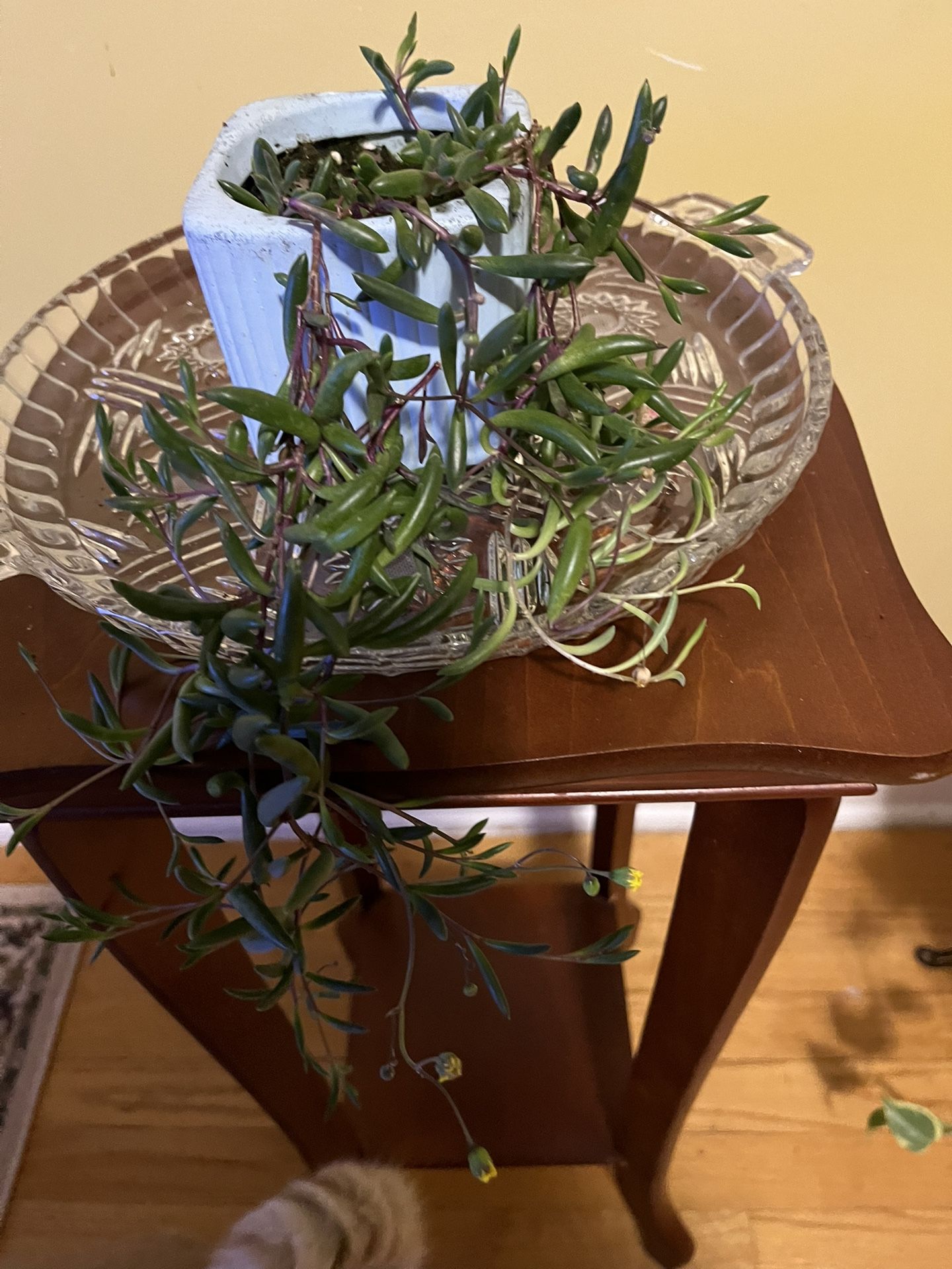 🪸String of Rubies Plant🐦🔥