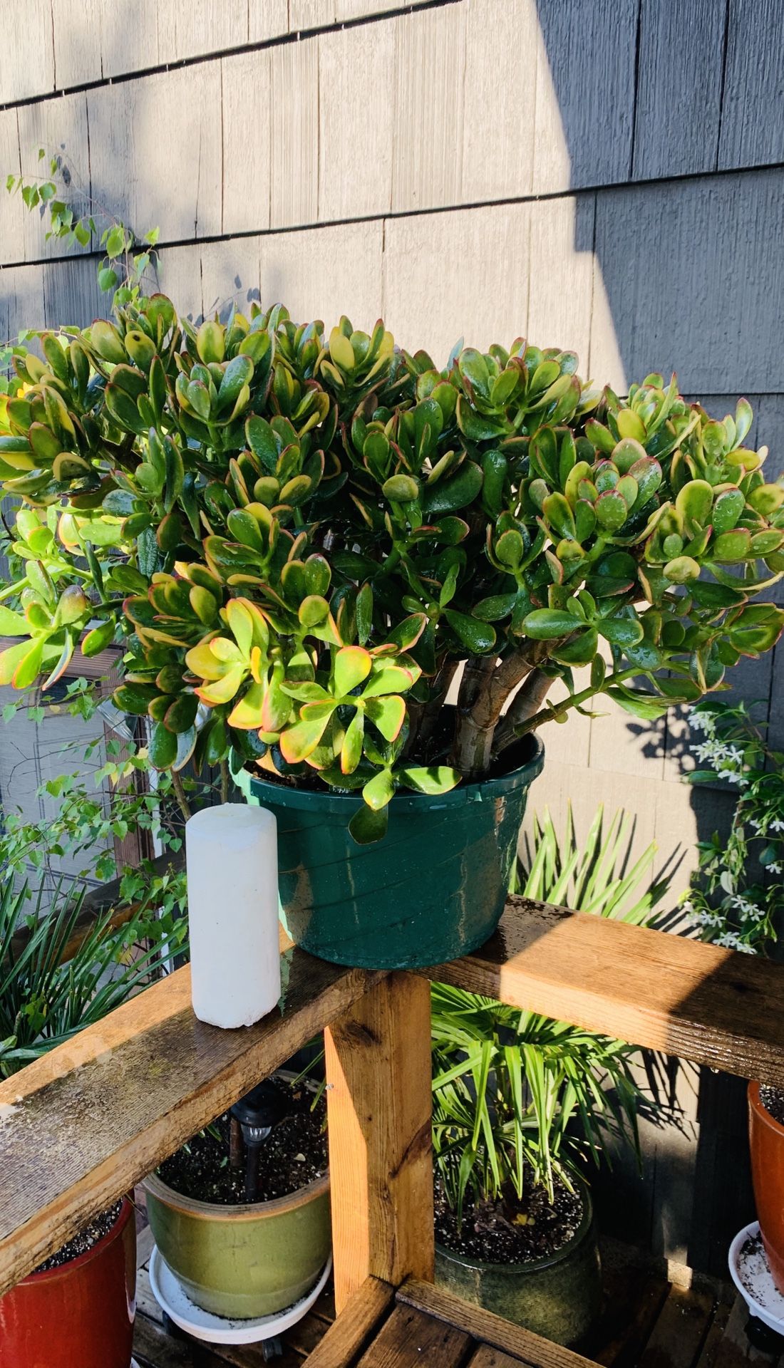 Live indoor large Jade tree plant in a plastic nursery planter pot—firm price
