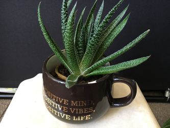 Nice plant