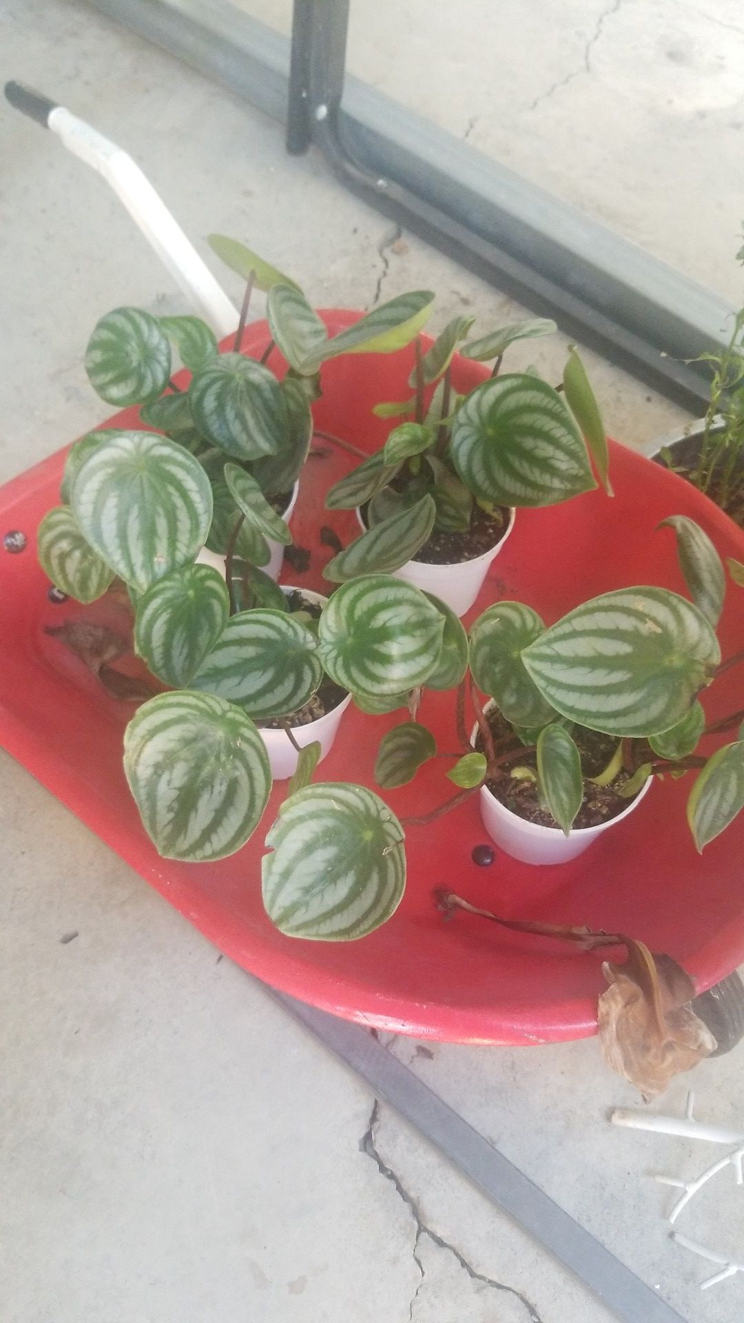 Watermelon plant