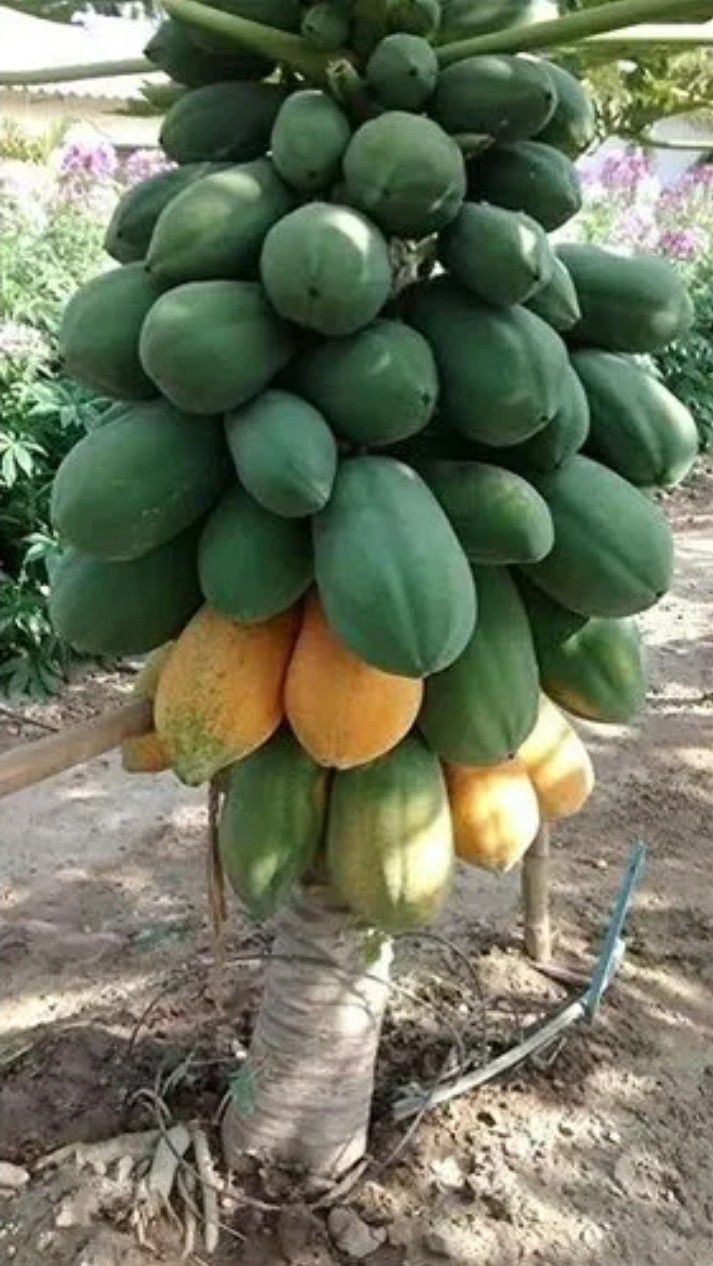 Dwarf  Red Lady  Papaya Plant 🪴  In 3gal Plantas De Fruta Bomba En 3gal 