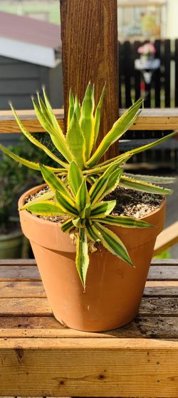 Live outdoor Agave Lophantha (“Quadricolor”) house plant in a terra cotta planter flower pot—firm price