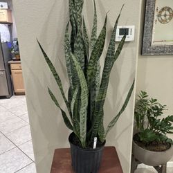 Absolutely Beautiful And Healthy Plants