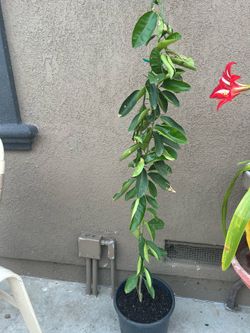 Planta de Lima Dulce