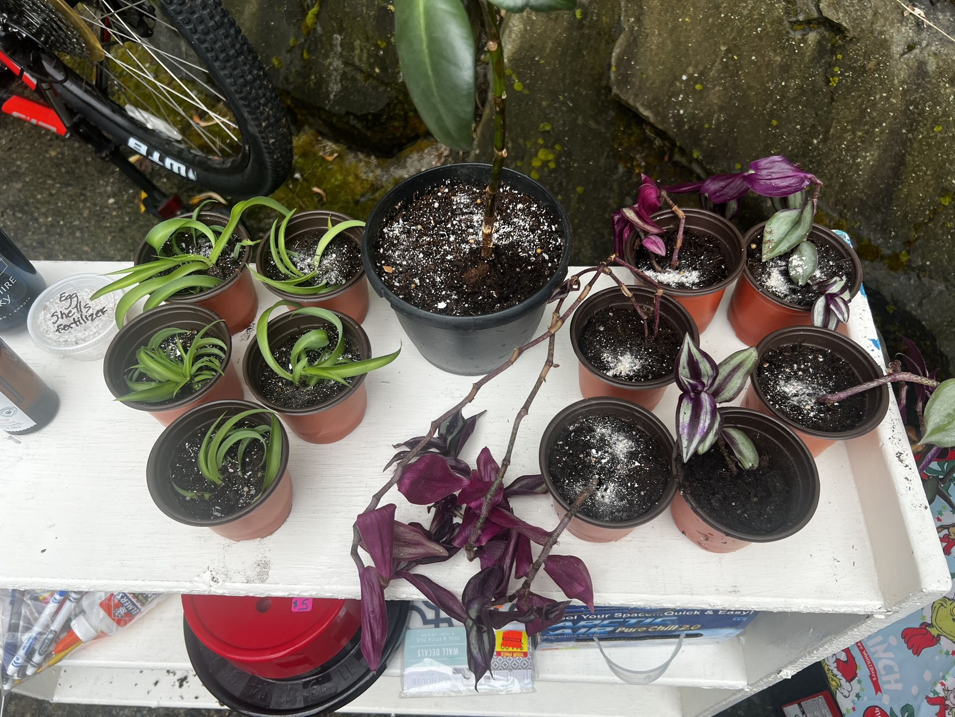 Plant Starts