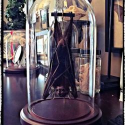 Hanging Bat Taxidermy Dome  - oddities - gothic 