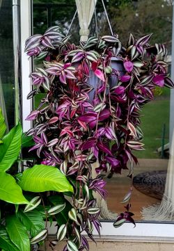 Tradescantia Zebrina Hanging Basket Plant