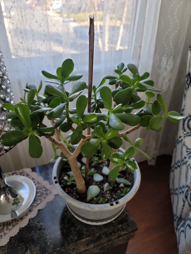 Jade Tree/bush Large Crassula Ovata Bare Root succulent/ Plant/friendship succulent plant/money plant/feng shui plant/ indoor/outdoor DIY