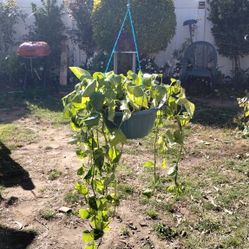Hanging Pothos Plant..