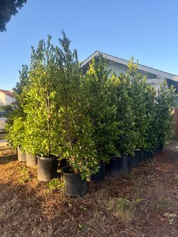 50 - 15 gallon Carolina Cherry Laurel Trees