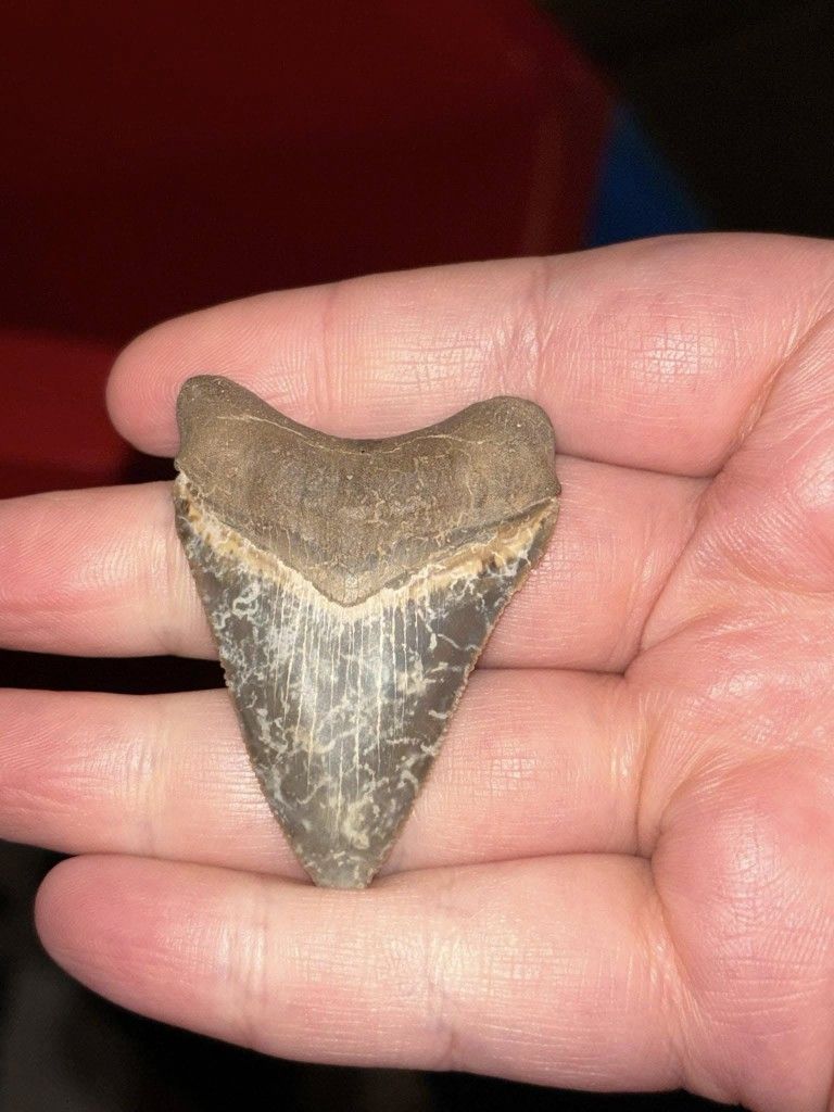 Fossil