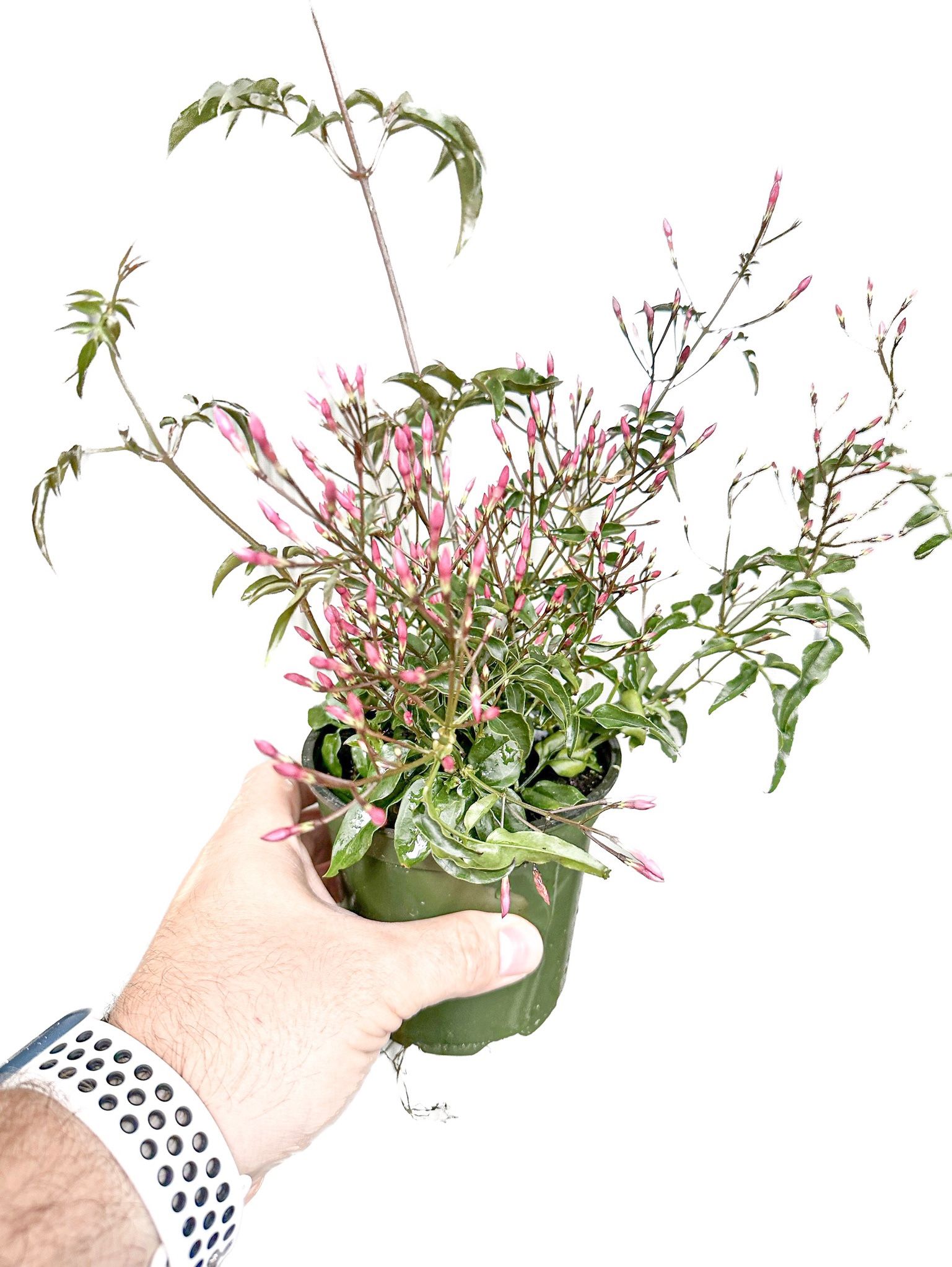 4” Pink Jasmine Plant