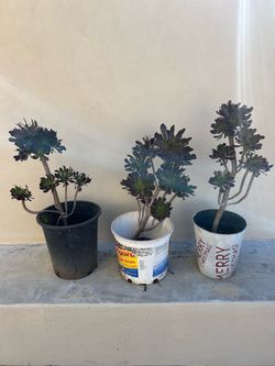 Black Rose Aeonium Plant