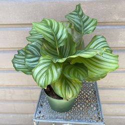 6” calathea orbifolia 
