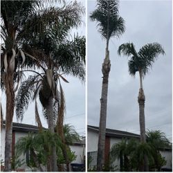 Need Your Palms Or Trees Trimmed Or Removed?
