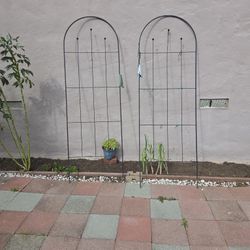 Plant Pot And Climbing Plants 