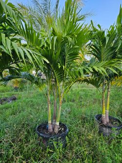 Christmas palms  Instant privacy Hedge and decoration