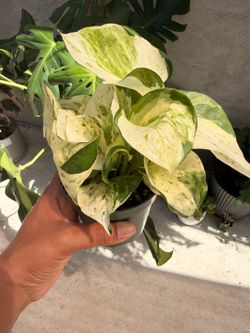 4” manjula Pothos