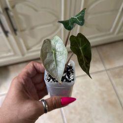 Live Plant 🌱 Alocasia Pink Polly “Ghost” Mint