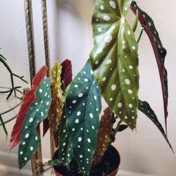 Begonia Maculata 🪴