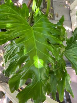 Planta