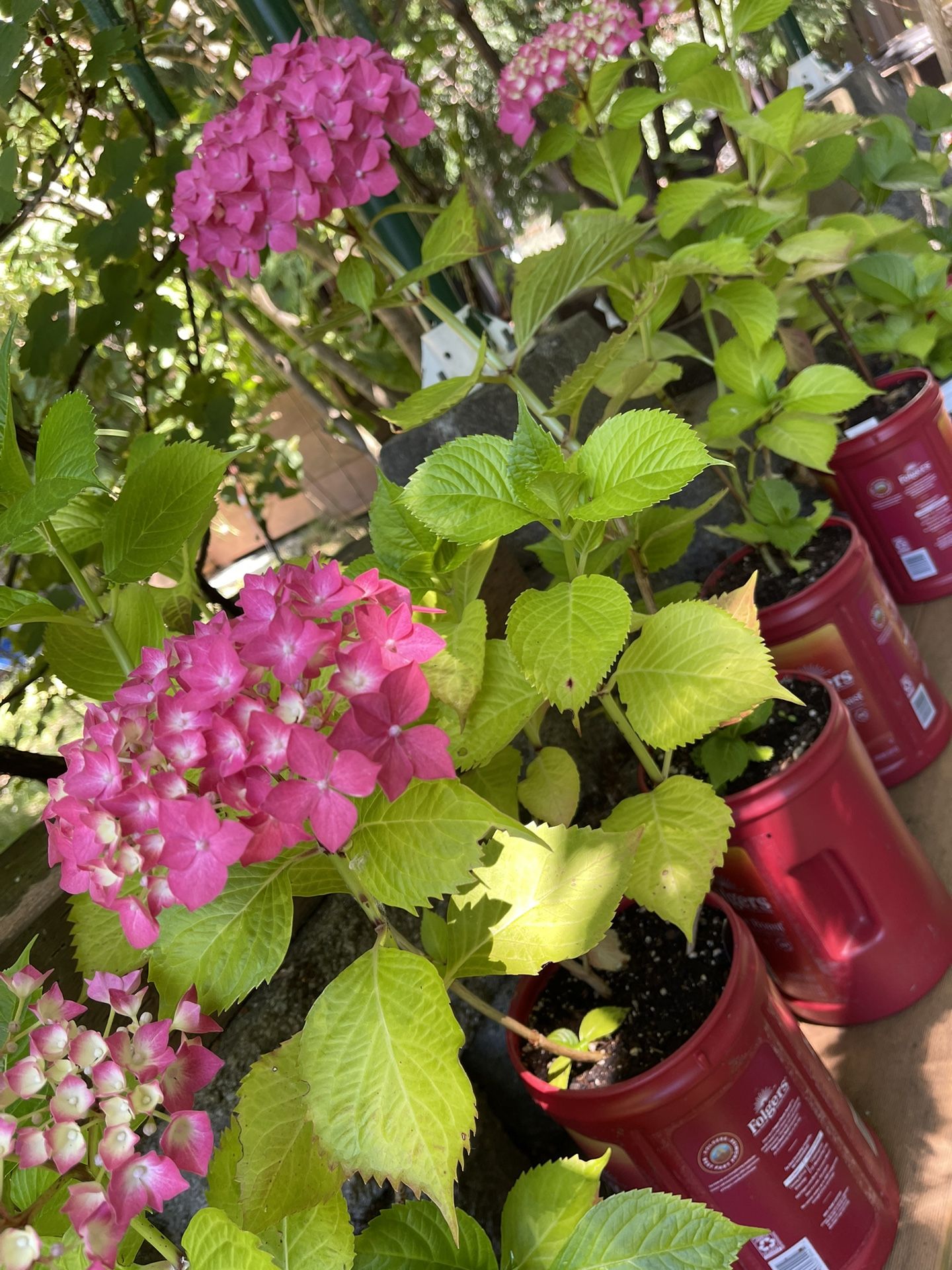 Well Established Blooming Hydrangea Beautiful Perennial Plant.