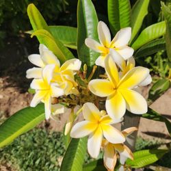 Plumeria