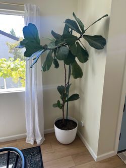 Fiddle Leaf Fig - Ficus