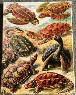 Ernst Haeckel Turtles Canvas Print 16”x12”