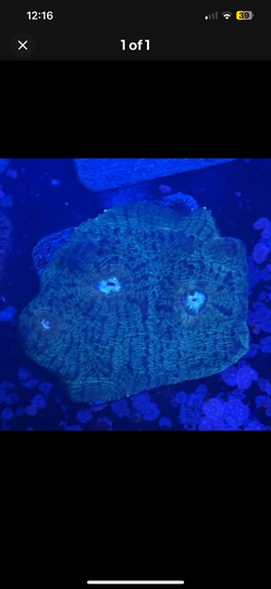 Green Chalice Display Decor