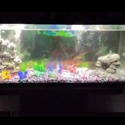 55 Gallon Fish Tank And Table 