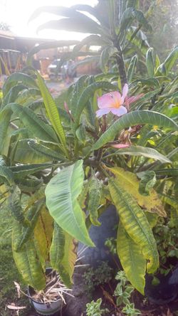 pink plumeria
