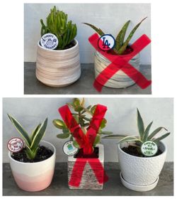 gift ready gollum jade or agave Succulents in ceramic pots w/plant spikes