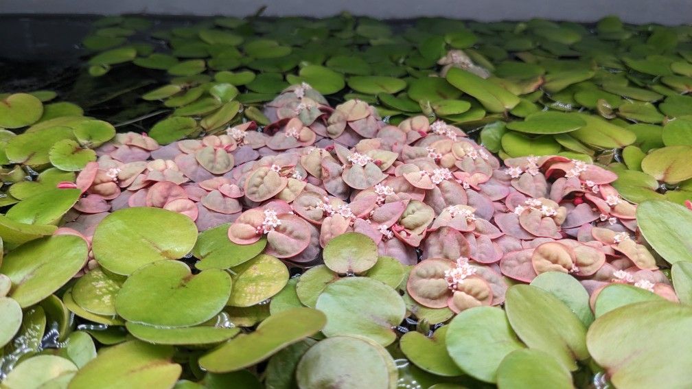 Aquarium Floating Plants