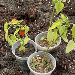 $5 Each Sweet Lunchbox Chili Pepper Plants Veggie Vegetable  Cash Only 