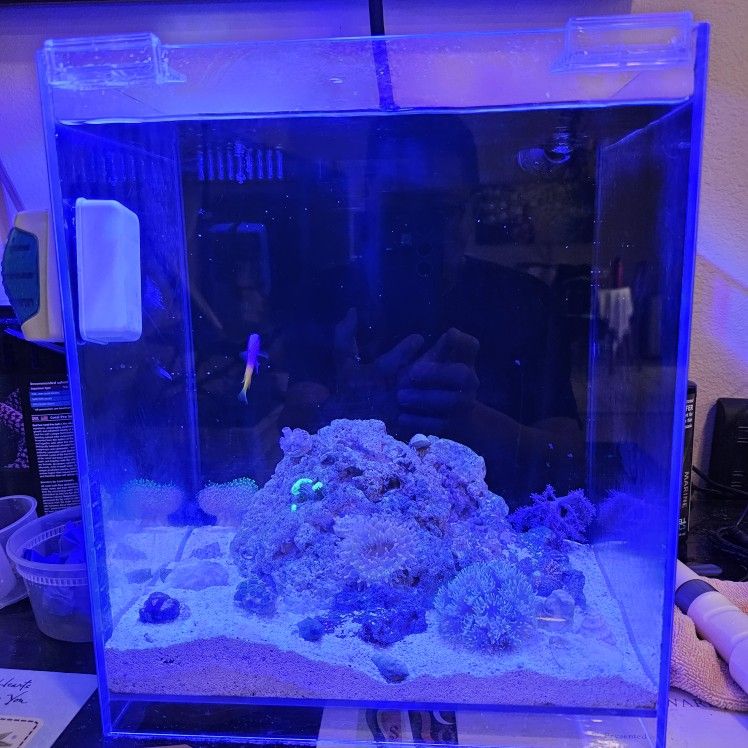 8 Gallon Saltwater Fish Tank Aquarium