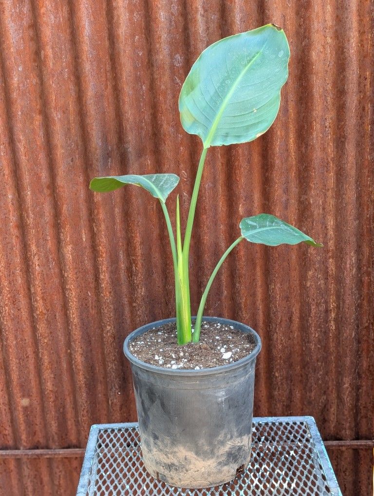 Bird Of Paradise Plant