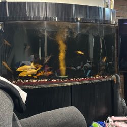 300 Gallon Fish Tank