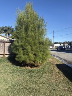Tree For Sell