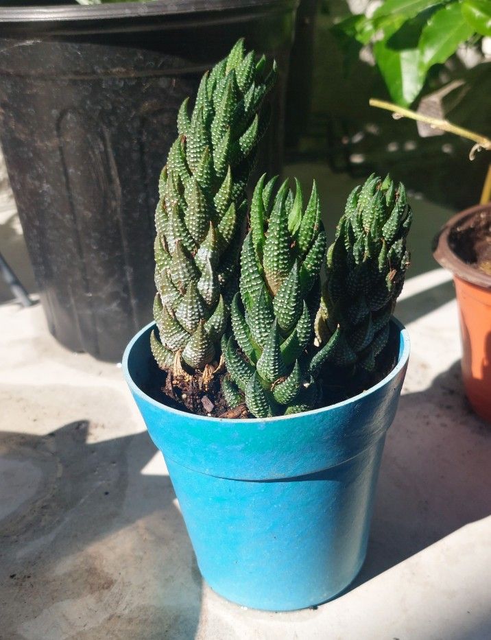 Haworthia reinwardtii Plants In 2 In. Pot