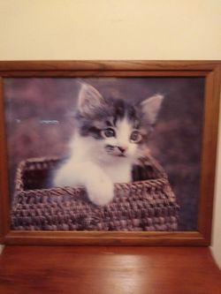 Cat picture