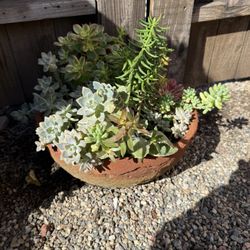 Succulent Terra Cotta Bowl 