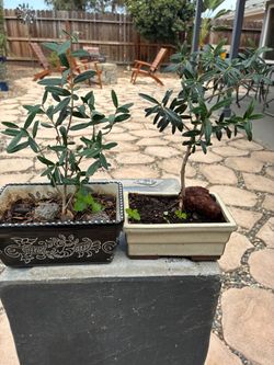 Bonsai Olive Trees $20 each Bonsai Olive Trees $20