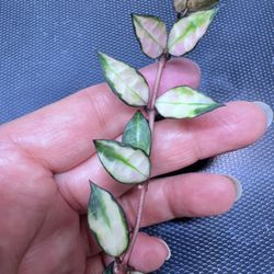 Hoya Lacunosa Variegated 