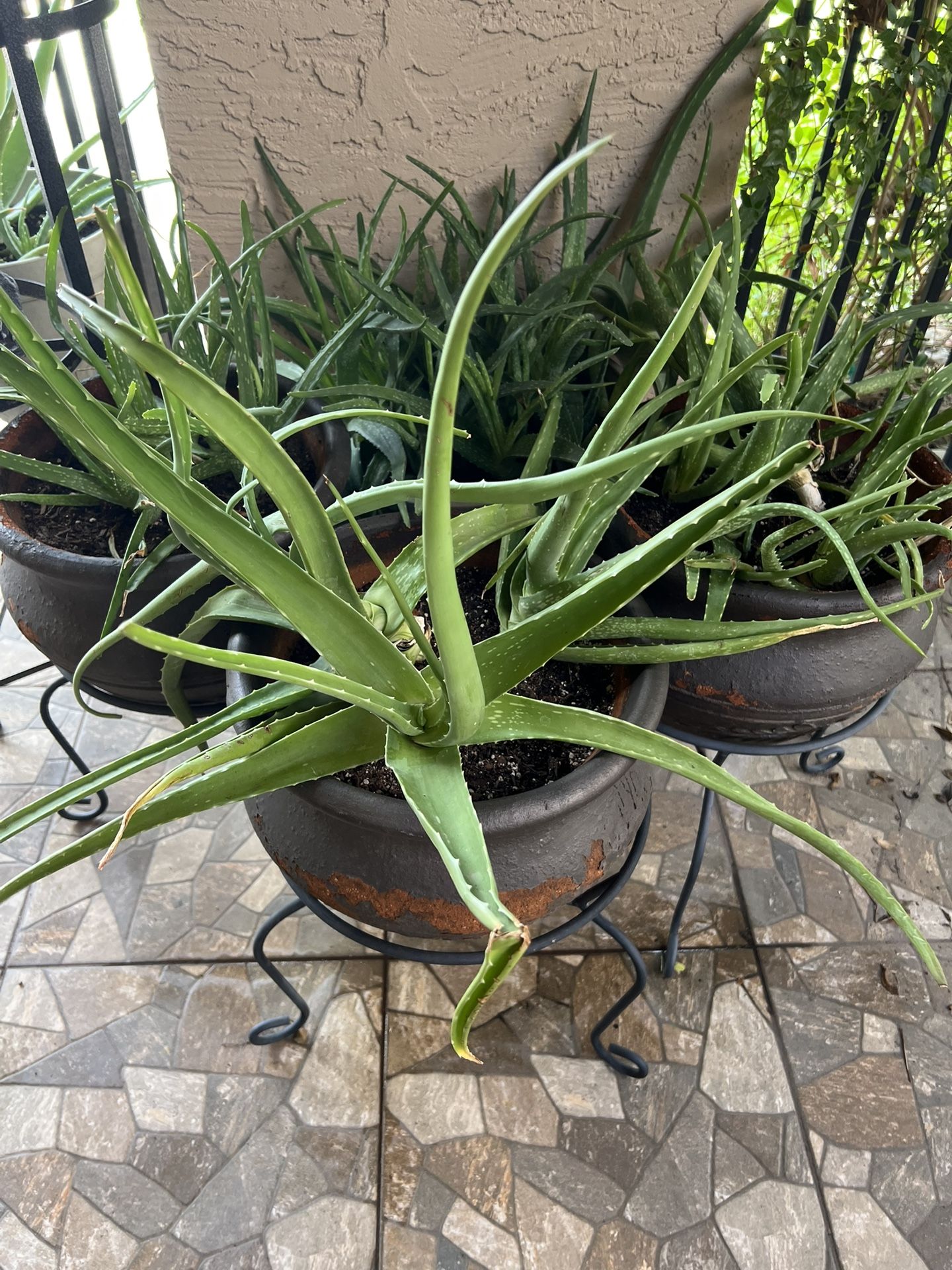 Aloe Plants In A Pot With Plant Stand $30 Each/ Without Stand $20